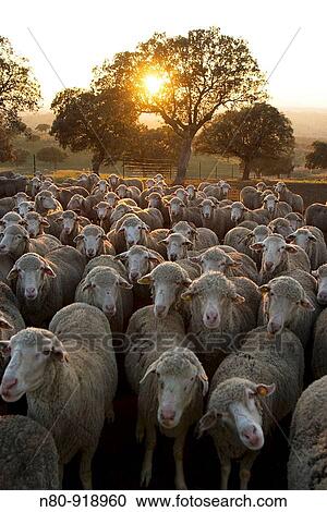 Rebao de ovejas merinas Dehesa de encinas en el Valle de Alcudia Ciudad Real Castilla La Mancha Espaa View Large Photo Image Stock Image - Rebao de ovejas merinas Dehesa de encinas en el Valle de Alcudia Ciudad Real Castilla La Mancha Espaa. Fotosearch