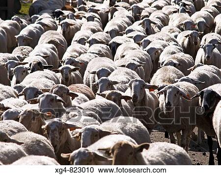 Stock Image - Rebao de ovejas trashumante en el Valle de Benasque _ Pirineo Aragon? s. Fotosearch