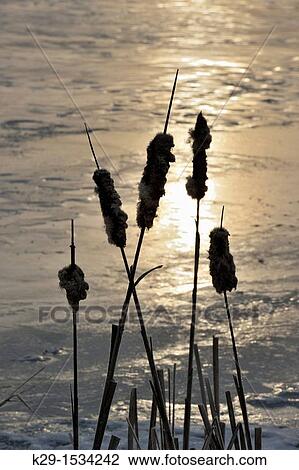 Receding ice on Kelly Lake at spring break-up with cattails Greater Sudbury, Ontario, Canada View Large Photo Image Stock Image - Receding ice on Kelly Lake at spring break-up with cattails Greater Sudbury, Ontario, Canada. Fotosearch