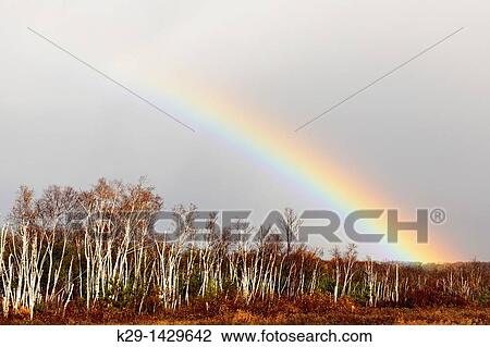 Stock Image - Receding storm clouds and rainbow over a birch woodlot Greater Sudbury Ontario. Fotosearch