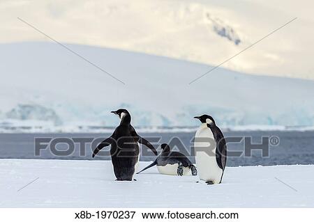 Recently fledged emperor penguins, Aptenodytes forsteri, Enterprise Islands, Antarctica, Southern Ocean. View Large Photo Image Stock Photo - Recently fledged emperor penguins, Aptenodytes forsteri, Enterprise Islands, Antarctica, Southern Ocean.. Fotosearch