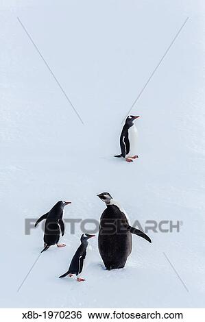 Recently fledged emperor penguins, Aptenodytes forsteri, with gentoo penguins, Pygoscelis papua, Enterprise Islands, Antarctica, Southern Ocean. View Large Photo Image Stock Photograph - Recently fledged emperor penguins, Aptenodytes forsteri, with gentoo penguins, Pygoscelis papua, Enterprise Islands, Antarctica, Southern Ocean.. Fotosearch