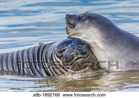 Recently weaned elephant seal pups Mirounga leonina in shallow water at the abandoned Grytviken Whaling Station, South Georgia, South Atlantic Ocean View Large Photo Image Stock Photograph - Recently weaned elephant seal pups Mirounga leonina in shallow water at the abandoned Grytviken Whaling Station, South Georgia, South Atlantic Ocean. Fotosearch