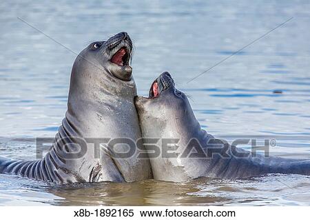 Recently weaned elephant seal pups Mirounga leonina in shallow water at the abandoned Grytviken Whaling Station, South Georgia, South Atlantic Ocean View Large Photo Image Stock Photography - Recently weaned elephant seal pups Mirounga leonina in shallow water at the abandoned Grytviken Whaling Station, South Georgia, South Atlantic Ocean. Fotosearch