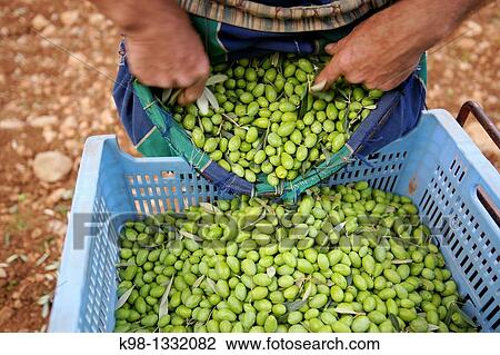 Stock Image - Recogida de la aceituna Alqueria Blanca Bunyola Tramuntana Mallorca Illes Balears Espaa. Fotosearch