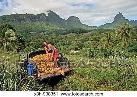 recolte des ananas, ile de Moorea, iles de la Societe, archipel de la Polynesie francaise, ocean pacifique sud View Large Photo Image Stock Image - recolte des ananas, ile de Moorea, iles de la Societe, archipel de la Polynesie francaise, ocean pacifique sud. Fotosearch