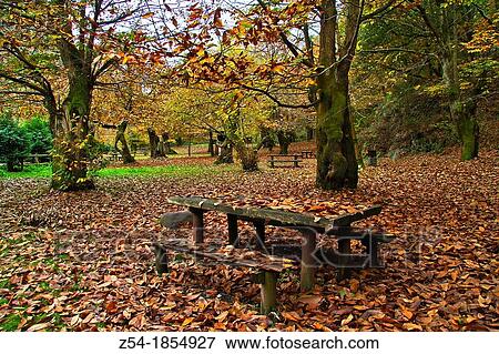 Recreation area in a Chestnut forest, Asturias, Spain View Large Photo Image Stock Photo - Recreation area in a Chestnut forest, Asturias, Spain. Fotosearch