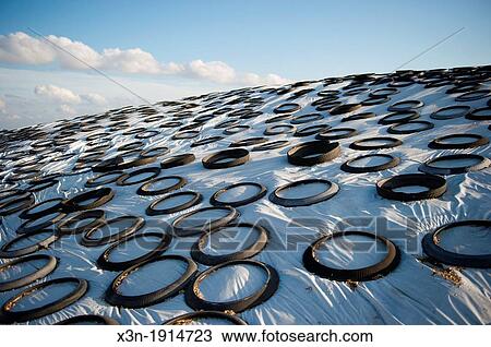 Stock Image - Recycled tires used to hold down plastic tarp in farm production, Chestertown Maryland USA. Fotosearch