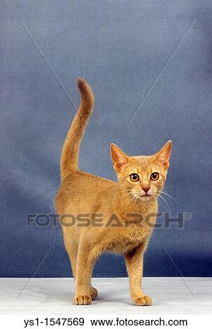 Red Abyssinian Domestic Cat, Adult against Blue Background View Large Photo Image Stock Photo - Red Abyssinian Domestic Cat, Adult against Blue Background. Fotosearch