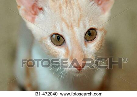 Red Adn White 16 Week Old Cornish Rex By Oriental Shorthair Cross