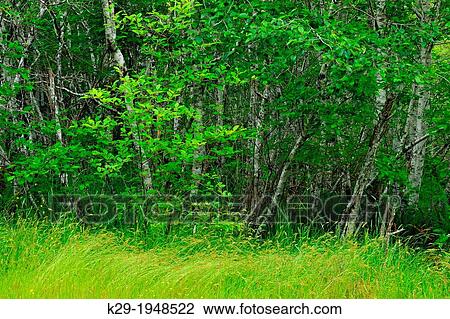 Stock Image - red alder grove and grasses, Haida Gwaii (Queen Charlotte Islands)- Sandspit, British Columbia, Canada.. Fotosearch
