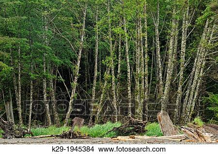 Red alder grove on Louise Island near Skedans Village site, Haida Gwaii (Queen Charlotte Islands) Gwaii Haanas NP, British Columbia, Canada. View Large Photo Image Picture - Red alder grove on Louise Island near Skedans Village site, Haida Gwaii (Queen Charlotte Islands) Gwaii Haanas NP, British Columbia, Canada.. Fotosearch