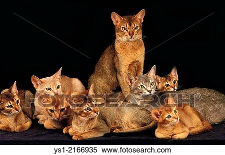 Red and Blue Abyssinian Domestic Cat, Group against Black Background. View Large Photo Image Stock Photography - Red and Blue Abyssinian Domestic Cat, Group against Black Background.. Fotosearch