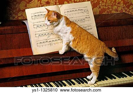 RED AND CAT DOMESTIC CAT, ADULT STANDING ON PIANO View Large Photo Image Stock Image - RED AND CAT DOMESTIC CAT, ADULT STANDING ON PIANO. Fotosearch