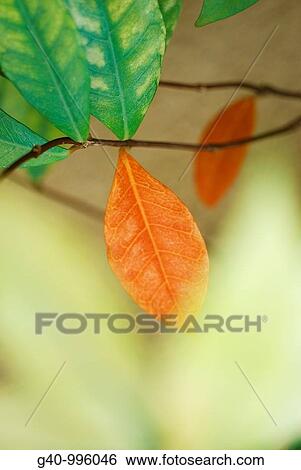 Red and green leaves View Large Photo Image Stock Photograph - Red and green leaves. Fotosearch