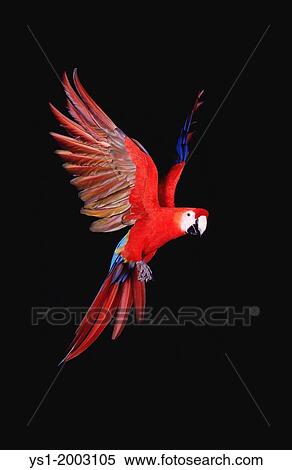 Red-and-Green Macaw, ara chloroptera, Adult in Flight View Large Photo Image Stock Photography - Red-and-Green Macaw, ara chloroptera, Adult in Flight. Fotosearch