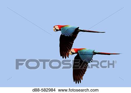 Red and green Macaw at the clay lick (Ara chloroptera) View Large Photo Image Picture - Red and green Macaw at the clay lick (Ara chloroptera). Fotosearch