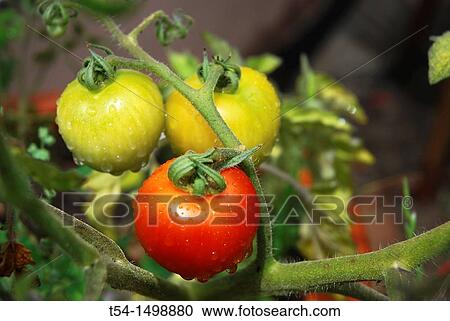 Red and green tomatoes on a tomato bush View Large Photo Image Stock Image - Red and green tomatoes on a tomato bush. Fotosearch