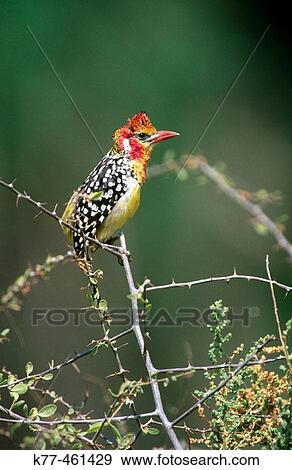 Red-and-yellow Barbet (Trachyphonus erythrocephalus). Samburu National Reserve. Kenya View Large Photo Image Stock Photo - Red-and-yellow Barbet (Trachyphonus erythrocephalus). Samburu National Reserve. Kenya. Fotosearch