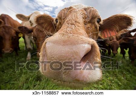 Stock Photo - Red angus cows. Fotosearch