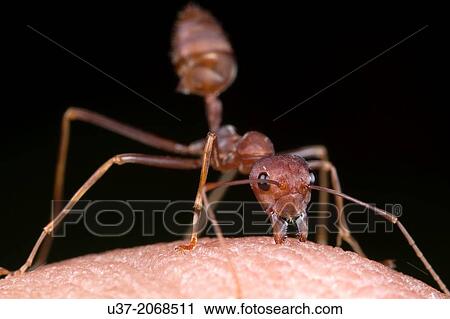 Red ant bites my hand. Image taken at Kampung Skudup, Sarawak, Malaysia. View Large Photo Image Stock Image - Red ant bites my hand. Image taken at Kampung Skudup, Sarawak, Malaysia.. Fotosearch