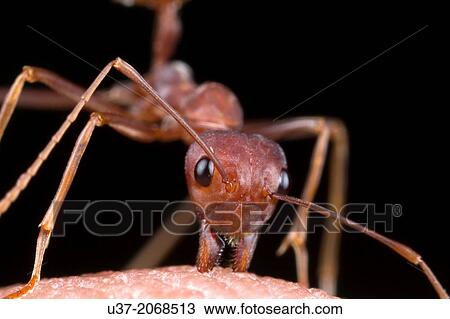 Red ant bites my hand. Image taken at Kampung Skudup, Sarawak, Malaysia. View Large Photo Image Stock Image - Red ant bites my hand. Image taken at Kampung Skudup, Sarawak, Malaysia.. Fotosearch