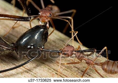 Stock Photography - Red ants attacking a black ant. Image taken at Kampung Skudup, Sarawak, Malaysia.. Fotosearch