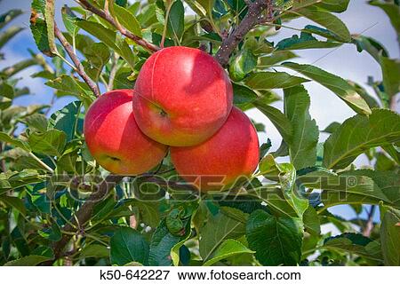 Red Apples Hanging on Branch, Netherlands View Large Photo Image Stock Photo - Red Apples Hanging on Branch, Netherlands. Fotosearch