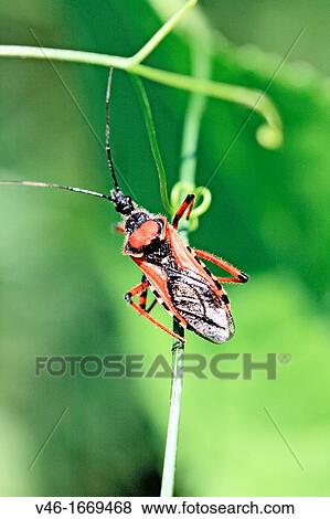 Red Assassin Bug, Rhynocoris iracundus Aggressive hunter, the bug uses it's long beak to attack its prey an injects a toxin which liquifies the victim's body which it then drinks View Large Photo Image Stock Photo - Red Assassin Bug, Rhynocoris iracundus Aggressive hunter, the bug uses it's long beak to attack its prey an injects a toxin which liquifies the victim's body which it then drinks. Fotosearch