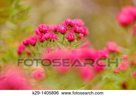 Stock Photograph - Red asters. Fotosearch