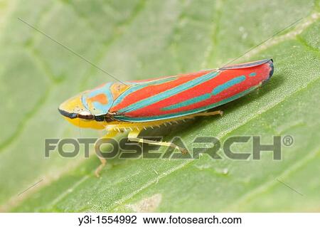 Red-banded Leafhopper Graphocephala coccinea on a leaf, Boston, Massachusetts, USA View Large Photo Image Stock Image - Red-banded Leafhopper Graphocephala coccinea on a leaf, Boston, Massachusetts, USA. Fotosearch
