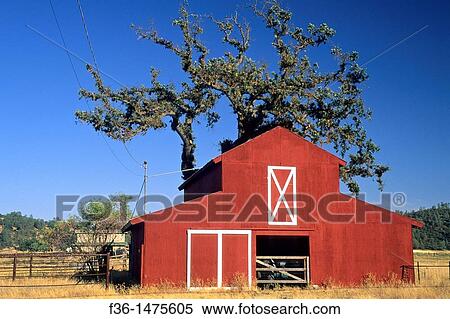 Stock Photography - Red Barn and tree, near Middletown, Lake County, California. Fotosearch
