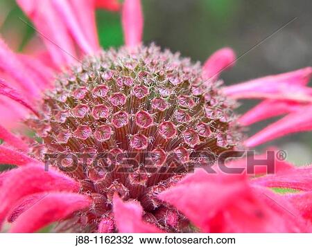 Stock Image - Red bee balm Monarda didyma flower detail. Fotosearch
