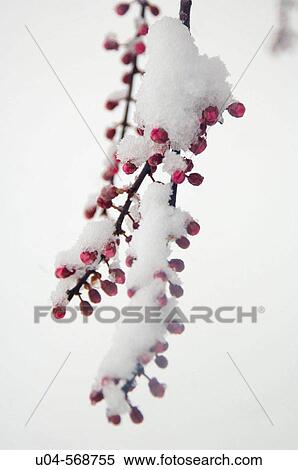 Stock Photography - Red berries contrased by fresh snow in late winter, SLC, Utah. USA.. Fotosearch