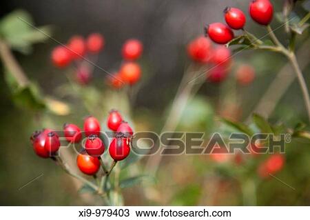 Red berries, town of Castao del Robledo, province of Huelva, Andalusia, Spain View Large Photo Image Stock Image - Red berries, town of Castao del Robledo, province of Huelva, Andalusia, Spain. Fotosearch