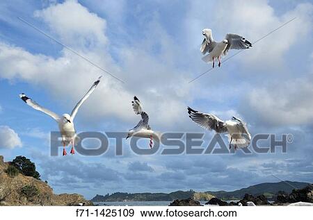Stock Photo - Red-billed Gulls Chroicocephalus scopulinus being feed at the beach Mimiwhangata, Northland New Zealand. Fotosearch