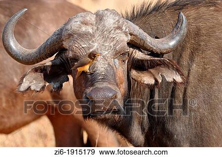 Stock Photo - Red-billed Oxpecker, Buphagus erythrorhynchus, on an African Buffalo, Syncerus caffer, Kruger National Park, South Africa. Fotosearch