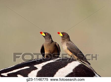 Red-billed oxpecker View Large Photo Image Stock Photography - Red-billed oxpecker. Fotosearch