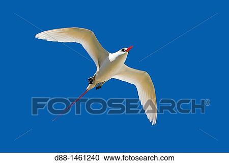 Red-billed Tropicbird (Phaethon aethereus), Sand Island, Midway Atoll National Wildlife Refuge, Hawaii, USA View Large Photo Image Stock Image - Red-billed Tropicbird (Phaethon aethereus), Sand Island, Midway Atoll National Wildlife Refuge, Hawaii, USA. Fotosearch