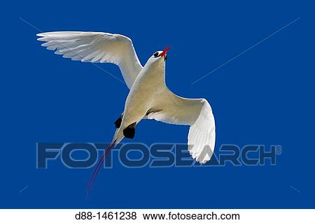 Red-billed Tropicbird (Phaethon aethereus), Sand Island, Midway Atoll National Wildlife Refuge, Hawaii, USA View Large Photo Image Stock Photo - Red-billed Tropicbird (Phaethon aethereus), Sand Island, Midway Atoll National Wildlife Refuge, Hawaii, USA. Fotosearch