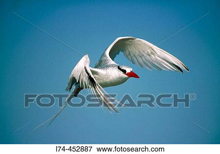 Red-billed Tropicbird (Phaeton aethereus) in flight. Punta Caballos, Espaola (Hood) Island. Galapagos Islands, Ecuador View Large Photo Image Stock Photo - Red-billed Tropicbird (Phaeton aethereus) in flight. Punta Caballos, Espaola (Hood) Island. Galapagos Islands, Ecuador. Fotosearch