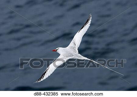 Stock Photography - Red-billed Tropicbird (Phaeton aethereus). South Plaza island, Galapagos Islands. Ecuador. Fotosearch