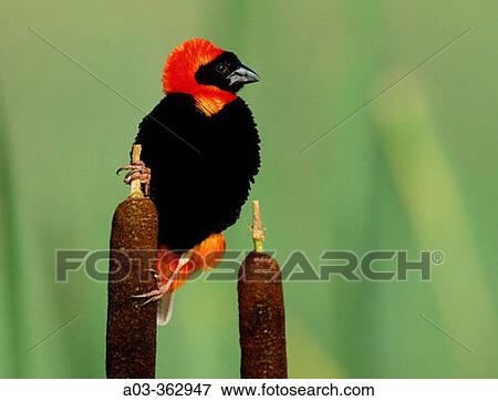 Stock Photo - Red Bishop (Euplectes orix). KwaZulu-Natal, South Africa.. Fotosearch