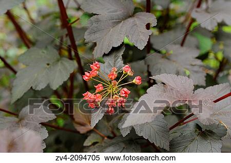 Red blossoms from a bush in a garden in Nuremberg, Franconia, Germany View Large Photo Image Stock Photography - Red blossoms from a bush in a garden in Nuremberg, Franconia, Germany. Fotosearch