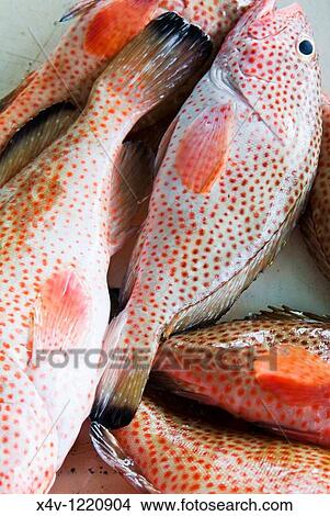Red Breams fish, Antigua, West Indies, Caribbean, Central America View Large Photo Image Picture - Red Breams fish, Antigua, West Indies, Caribbean, Central America. Fotosearch