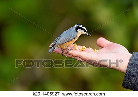 Red-breasted nuthatch coming to a human hand for food View Large Photo Image Stock Photo - Red-breasted nuthatch coming to a human hand for food. Fotosearch