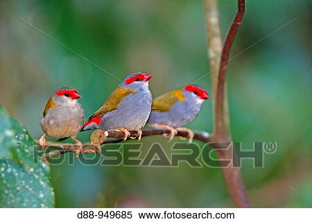 Stock Photography - Red-browed Finch (Neochmia temporalis), Queensland, Australia. Fotosearch