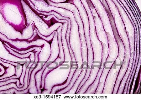 Stock Photo - Red cabbage. Fotosearch