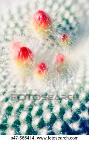 Red cactus buds. Mammillaria hybrid. April 2006, Maryland, USA View Large Photo Image Picture - Red cactus buds. Mammillaria hybrid. April 2006, Maryland, USA. Fotosearch