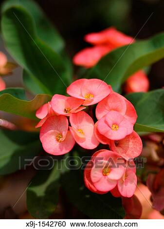 Stock Image - Red cactus flower.. Fotosearch